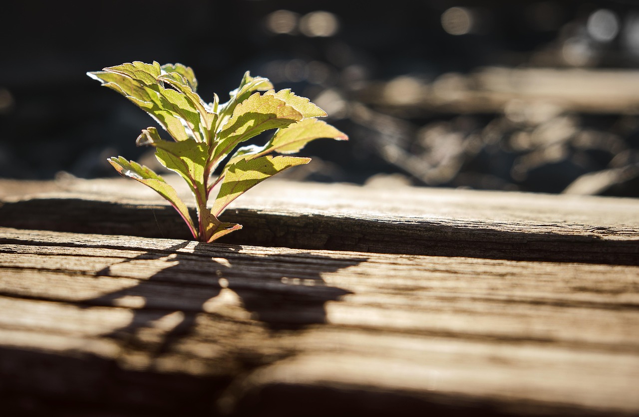 学割が適用される条件とは何ですか？