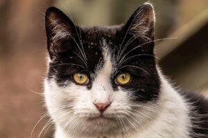 学生がメンズの医療脱毛でヒゲが濃い場合、効果はいつ実感できる？